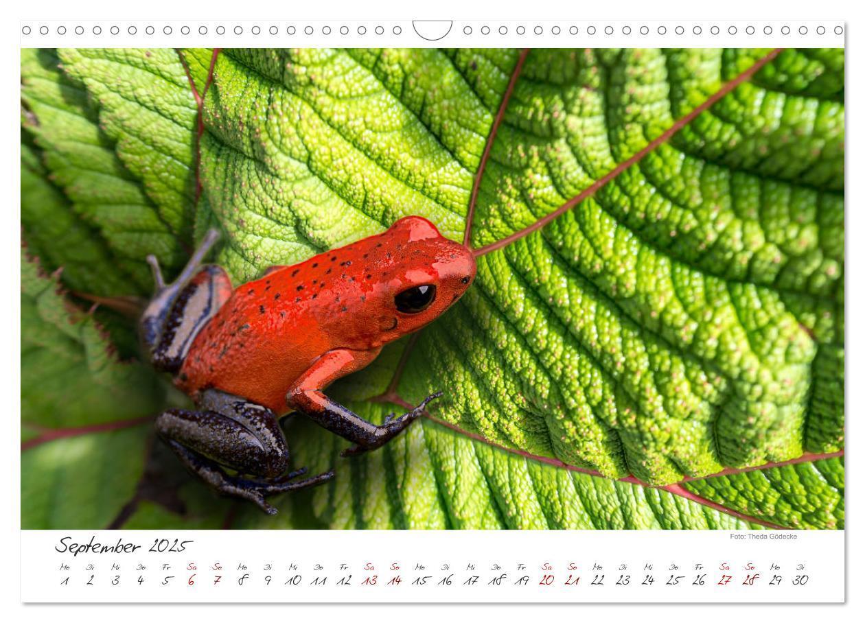 Bild: 9783435372492 | Natur pur, Costa Rica (Wandkalender 2025 DIN A3 quer), CALVENDO...