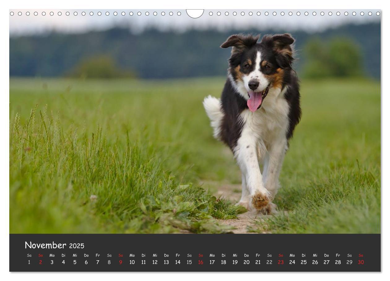 Bild: 9783435582327 | Australian Shepherd - Augenblicke (Wandkalender 2025 DIN A3 quer),...