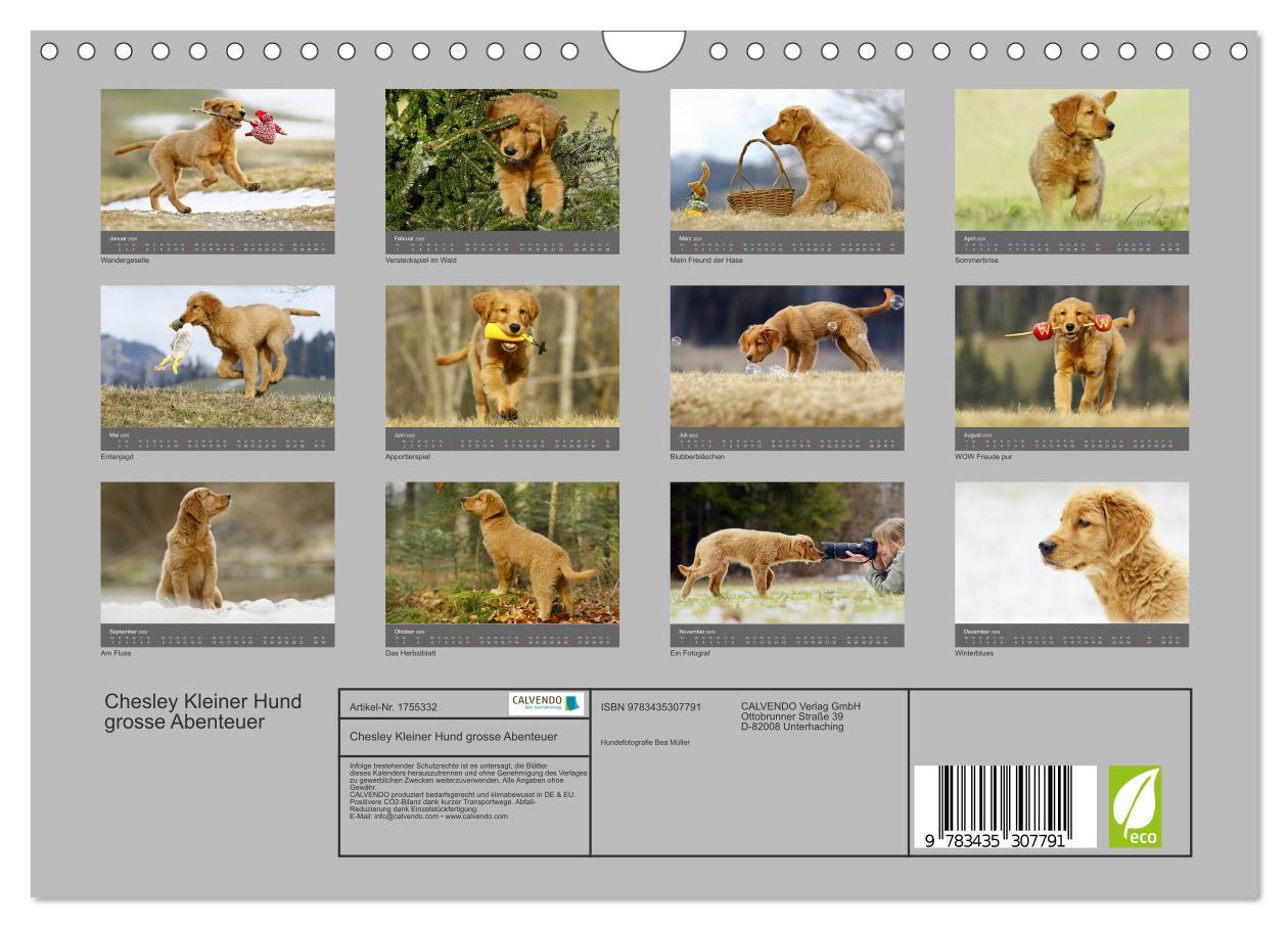 Bild: 9783435307791 | Chesley Kleiner Hund grosse Abenteuer (Wandkalender 2025 DIN A4...