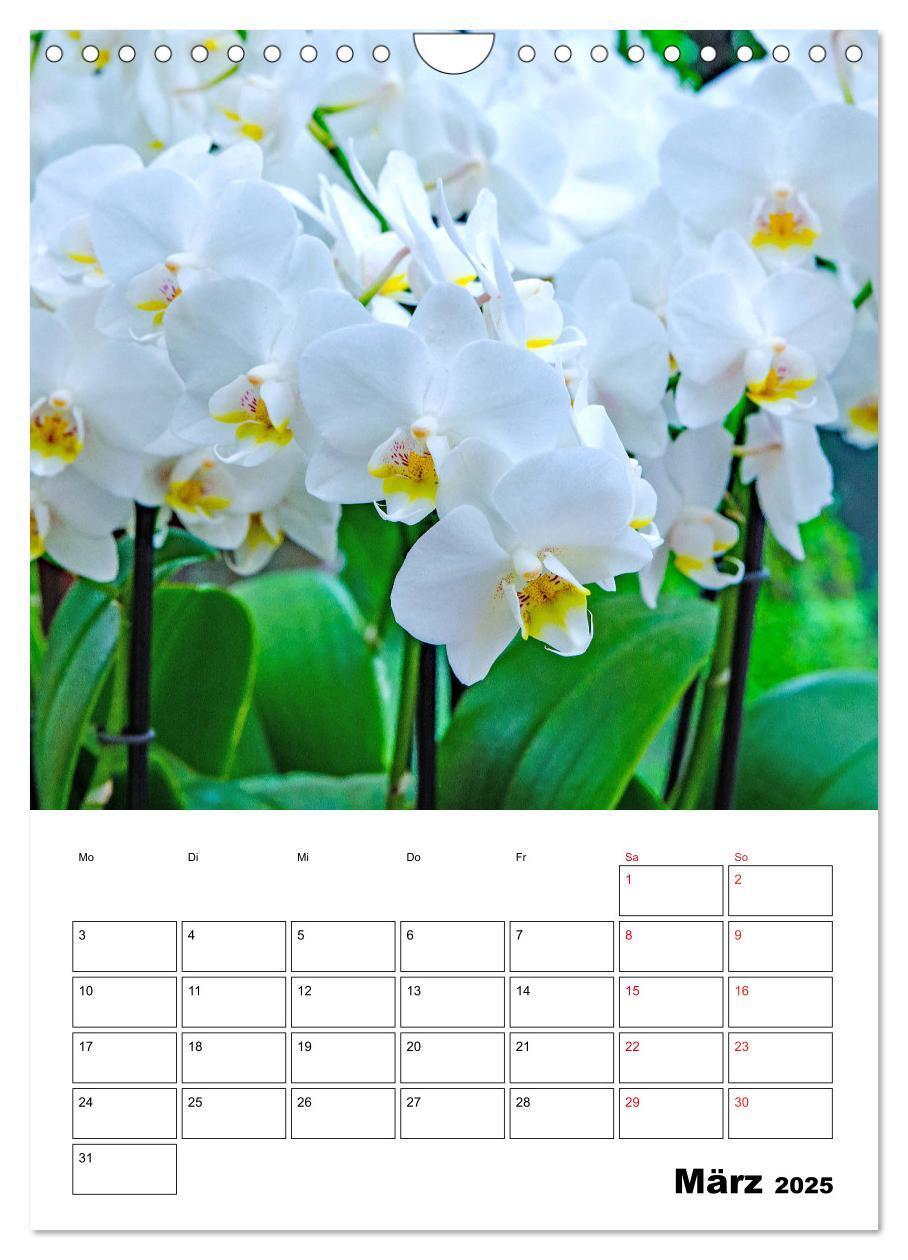 Bild: 9783435977833 | Orchideen - Tropische Schönheiten (Wandkalender 2025 DIN A4 hoch),...