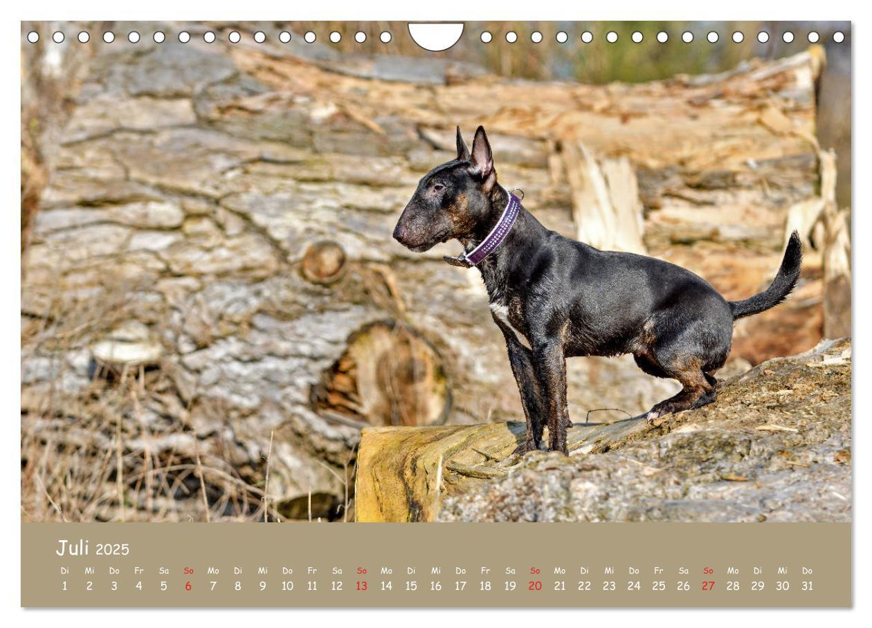 Bild: 9783435314577 | Einmal Bullterrier - immer Bullterrier (Wandkalender 2025 DIN A4...