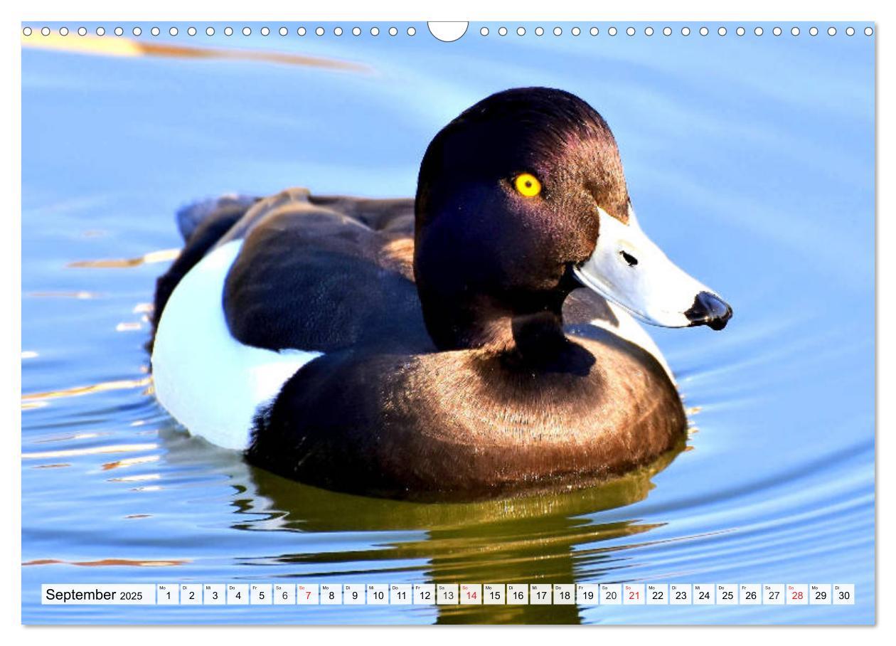 Bild: 9783435178704 | Enten. Bezaubernde und beliebte Schwimmer (Wandkalender 2025 DIN A3...