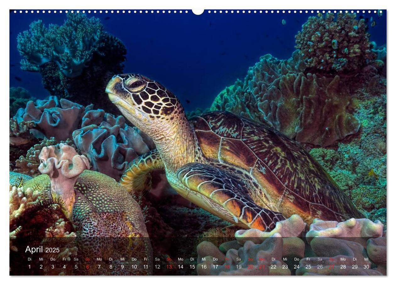 Bild: 9783435596959 | Schildkröten des Ozeans (Wandkalender 2025 DIN A2 quer), CALVENDO...