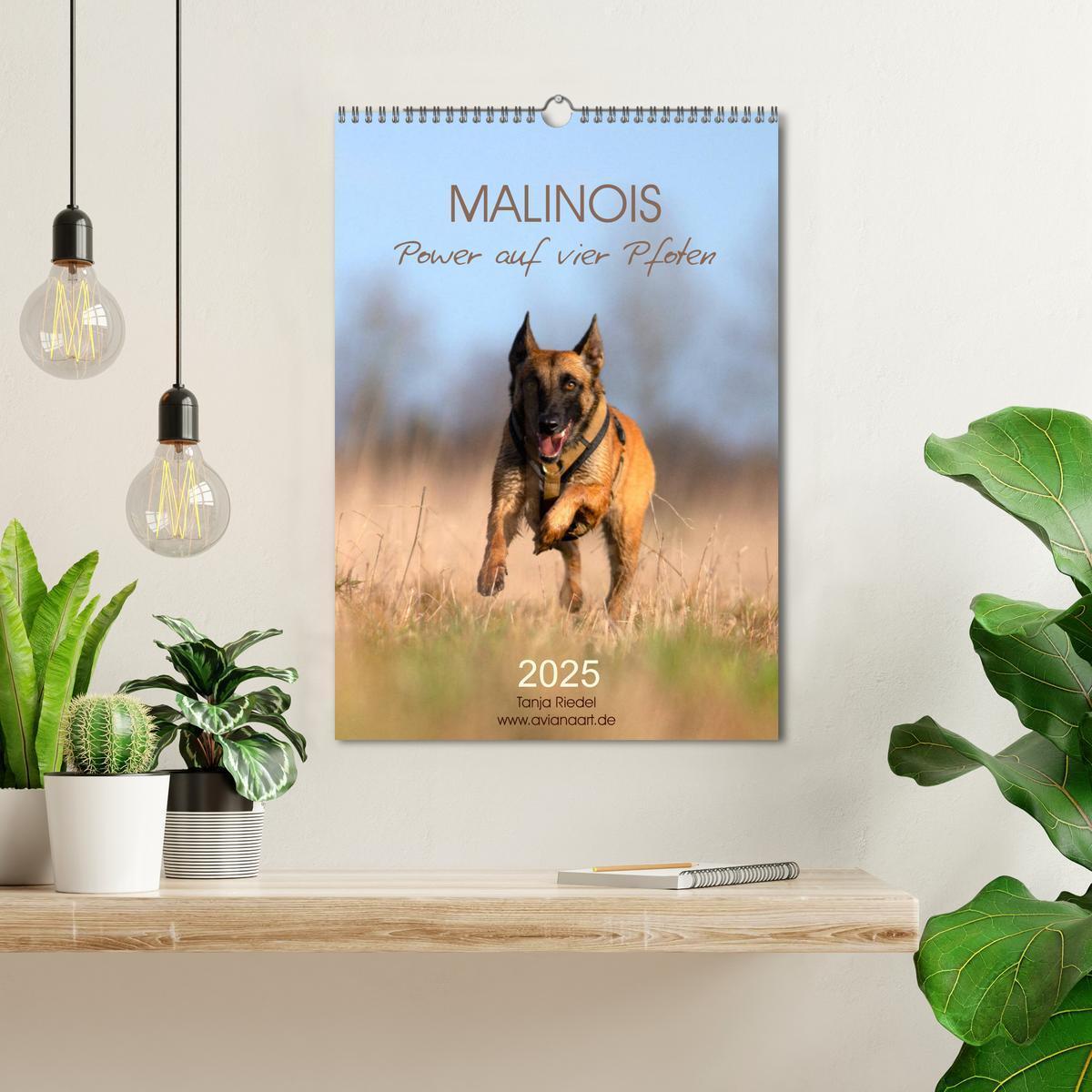 Bild: 9783435947850 | Malinois Power auf vier Pfoten (Wandkalender 2025 DIN A3 hoch),...