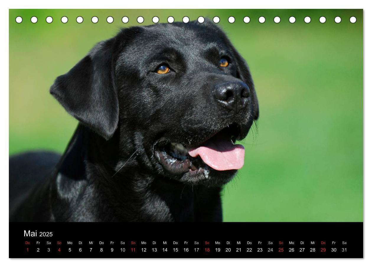 Bild: 9783435760510 | Labrador Retriever 2025 (Tischkalender 2025 DIN A5 quer), CALVENDO...