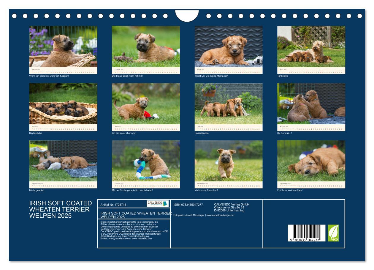 Bild: 9783435047277 | IRISH SOFT COATED WHEATEN TERRIER WELPEN 2025 (Wandkalender 2025...