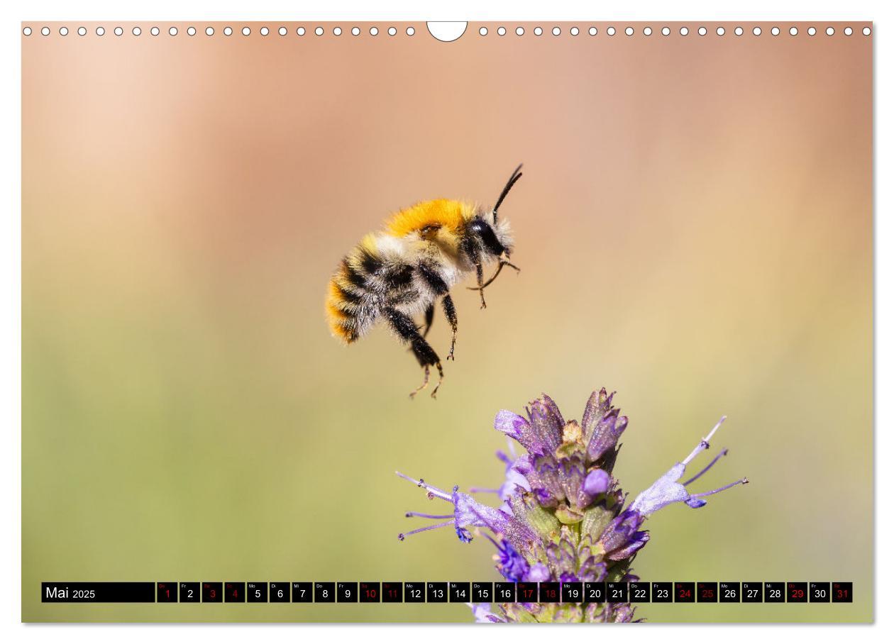 Bild: 9783383846076 | Hummeln - Flugaufnahmen eines faszinierenden Insekts (Wandkalender...