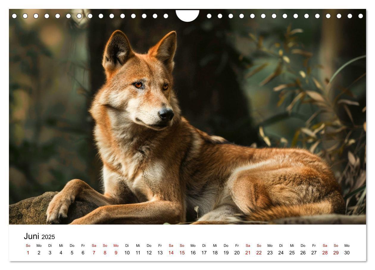 Bild: 9783383800641 | Wildes Down Under: Tiere des Australischen Kontinents (Wandkalender...