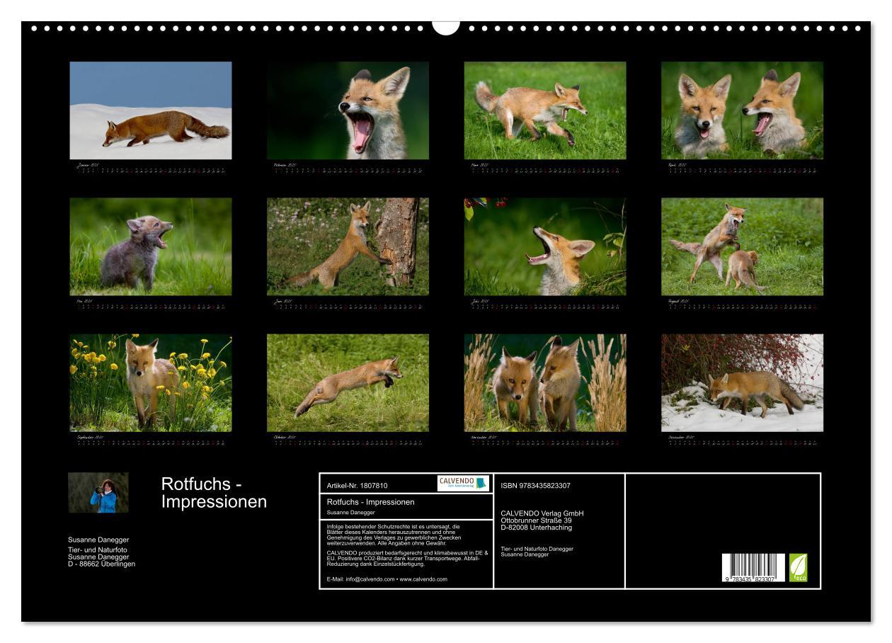 Bild: 9783435823307 | Rotfuchs - Impressionen (Wandkalender 2025 DIN A2 quer), CALVENDO...