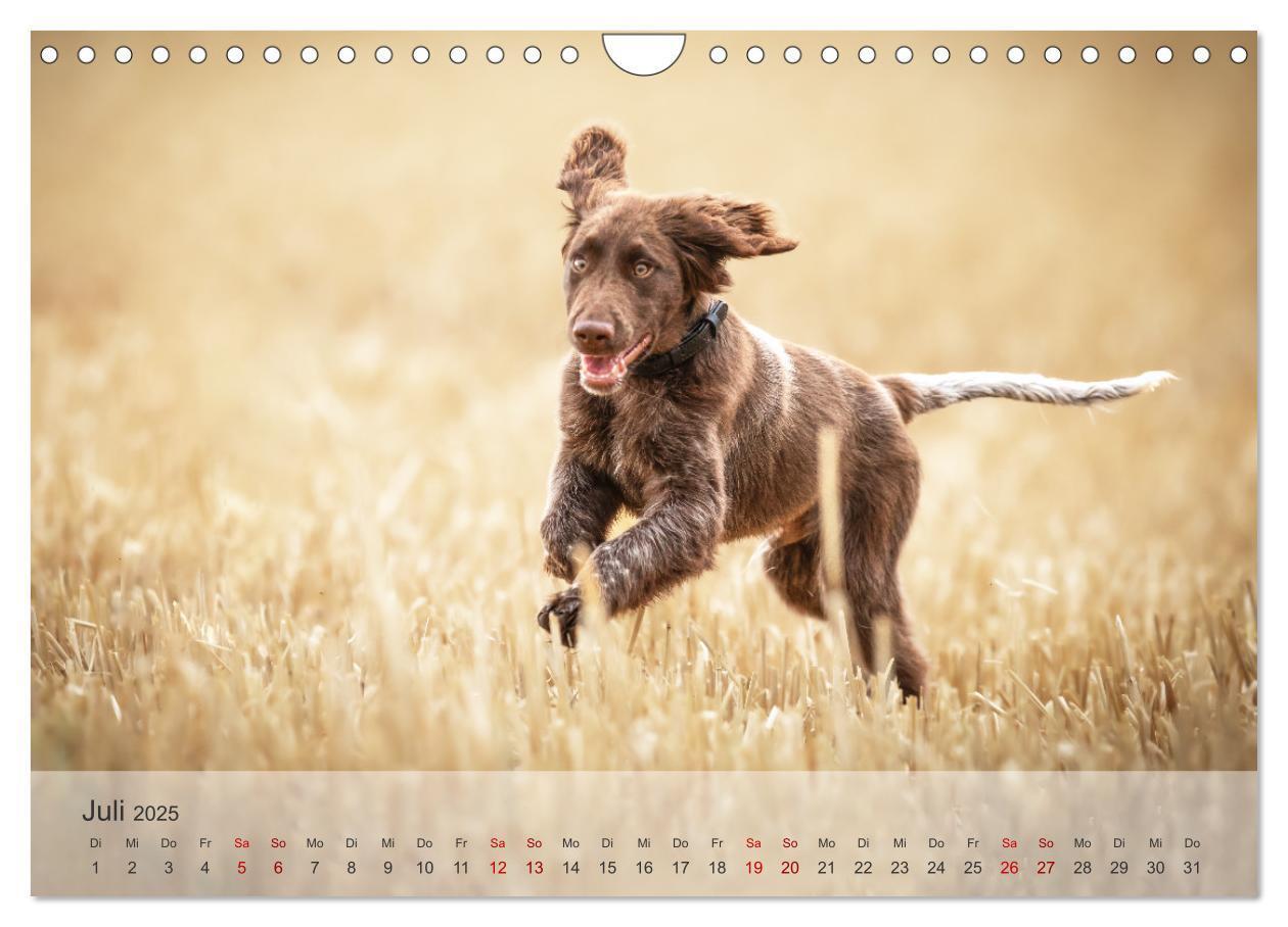 Bild: 9783457145685 | Der kleine Münsterländer (Wandkalender 2025 DIN A4 quer), CALVENDO...