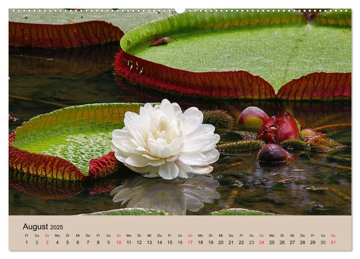 Bild: 9783435720392 | Brasilien. Impressionen (Wandkalender 2025 DIN A2 quer), CALVENDO...