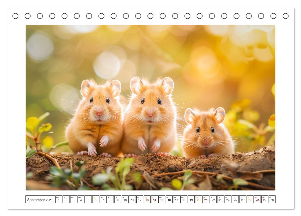 Bild: 9783435084876 | Lustige Hamster (Tischkalender 2025 DIN A5 quer), CALVENDO...