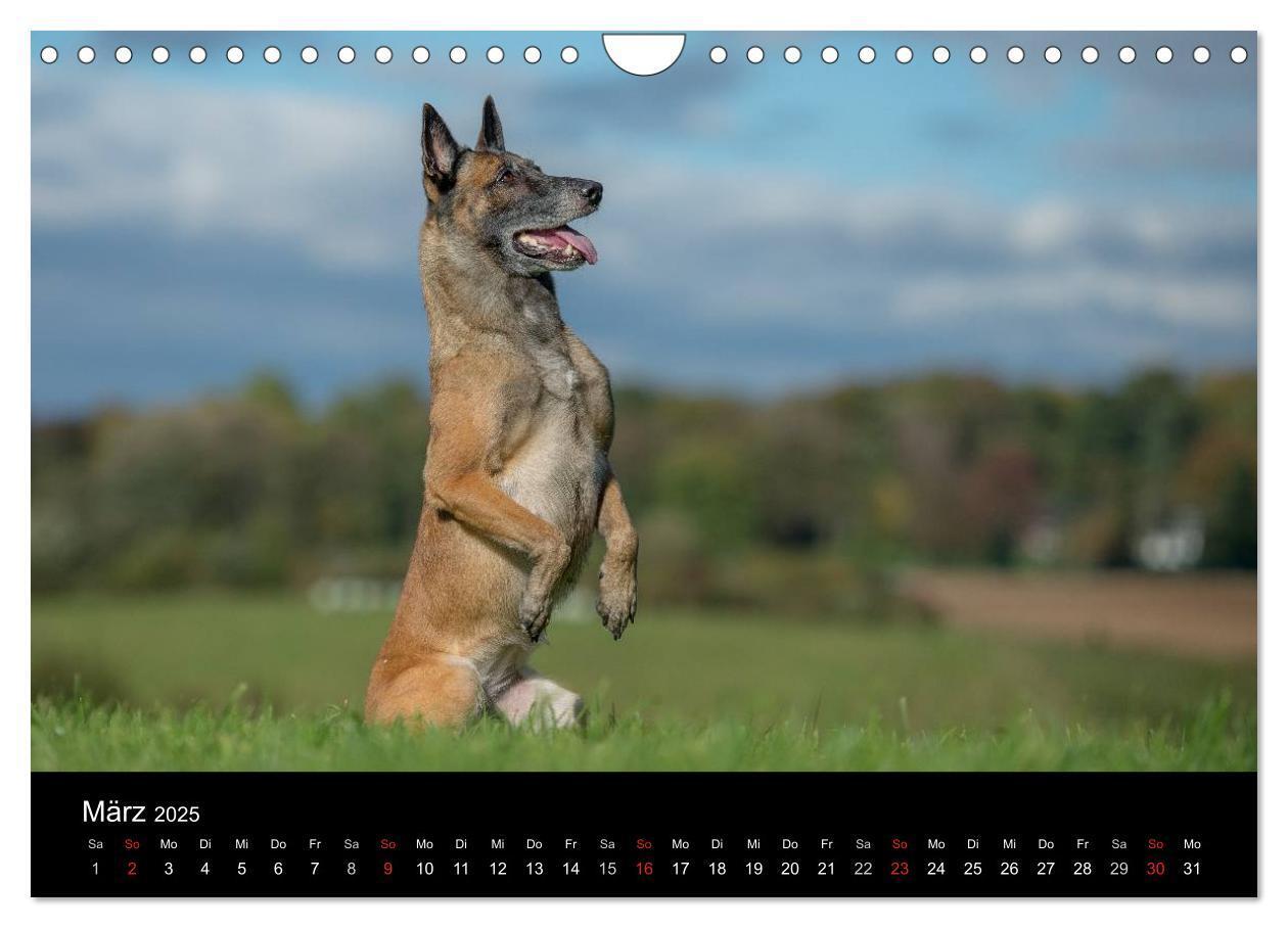 Bild: 9783435631919 | Belgischer Schäferhund - Der Malinois in Action (Wandkalender 2025...