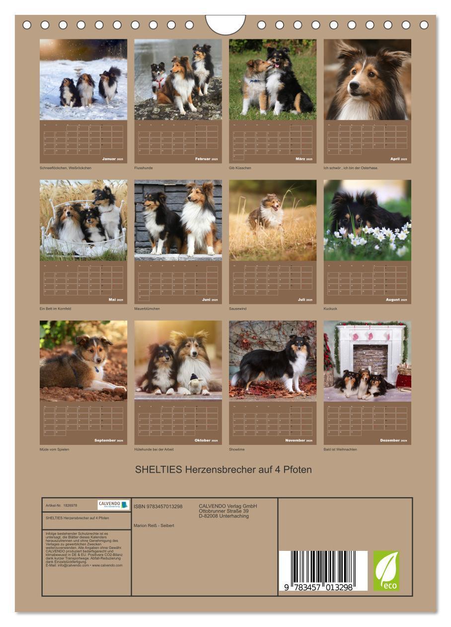 Bild: 9783457013298 | SHELTIES Herzensbrecher auf 4 Pfoten (Wandkalender 2025 DIN A4...