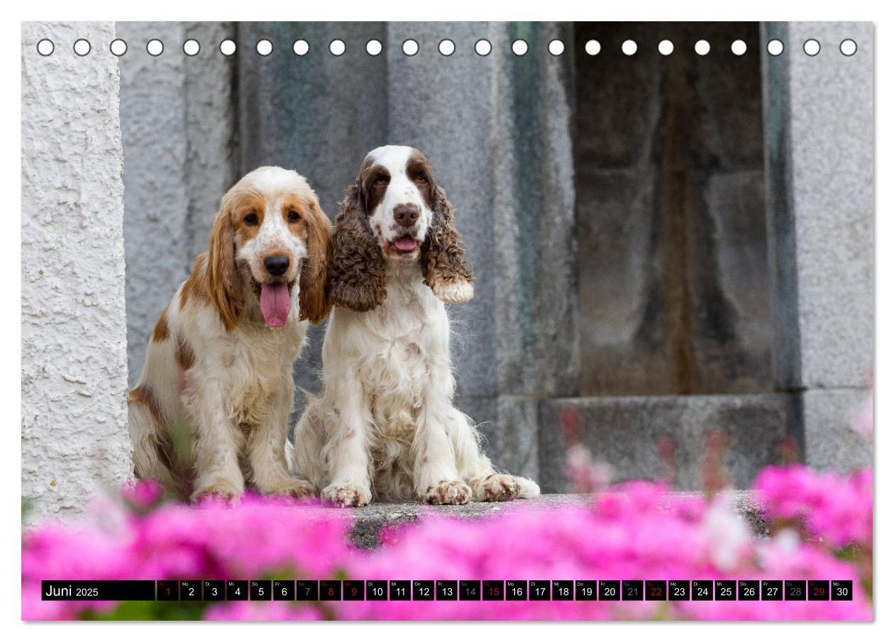 Bild: 9783435447312 | English Cocker Spaniel - Fröhliche Gesellen (Tischkalender 2025 DIN...