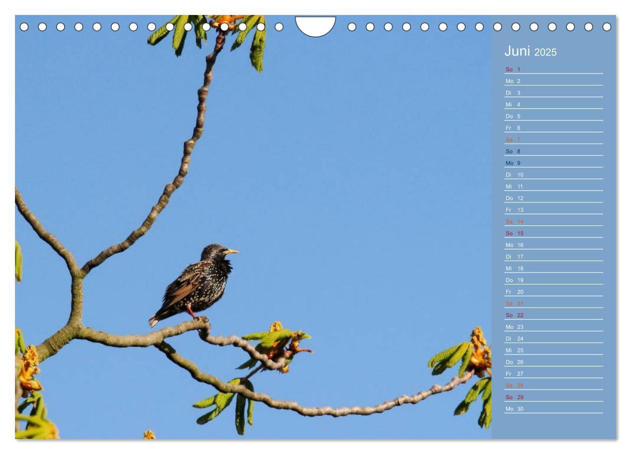 Bild: 9783435555062 | Gefiederte Gartenfreunde (Wandkalender 2025 DIN A4 quer), CALVENDO...