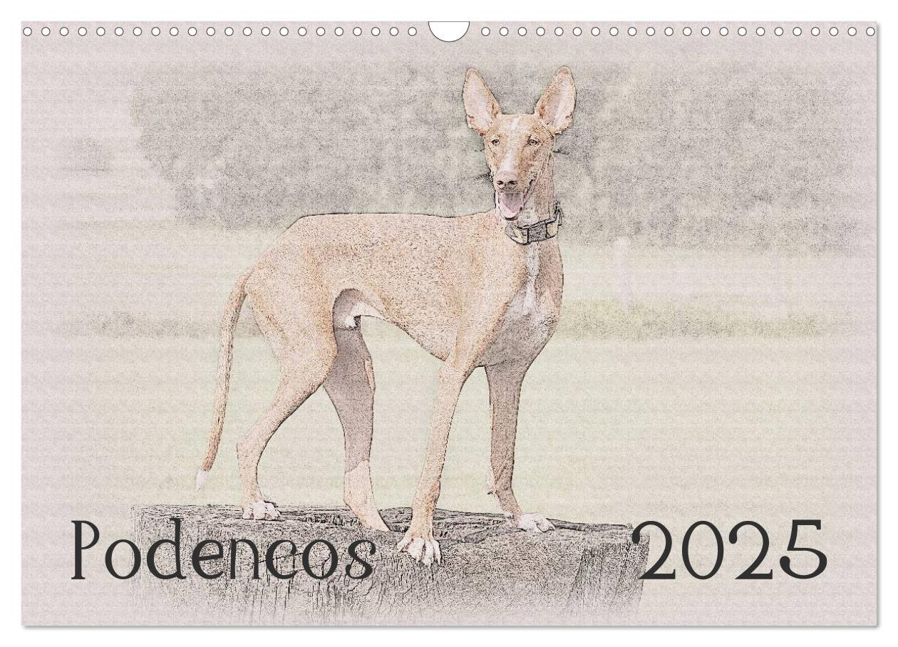 Cover: 9783435687138 | Podencos 2025 (Wandkalender 2025 DIN A3 quer), CALVENDO Monatskalender