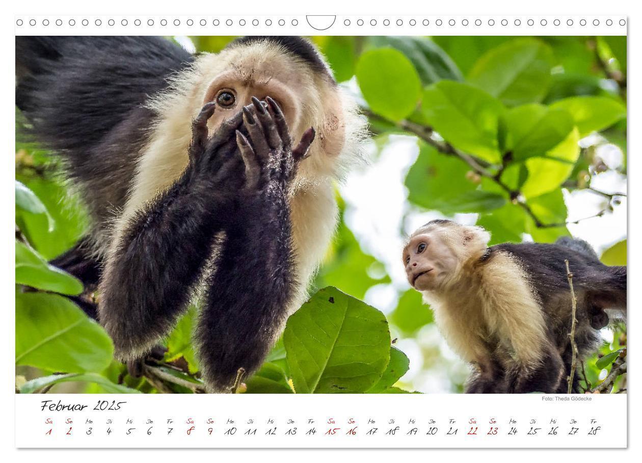 Bild: 9783435372492 | Natur pur, Costa Rica (Wandkalender 2025 DIN A3 quer), CALVENDO...