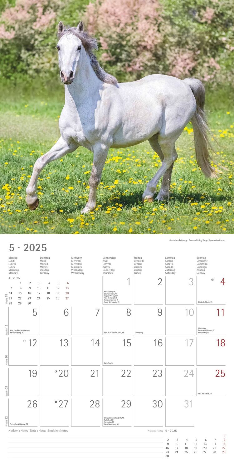 Bild: 4251732340704 | Pferde 2025 - Broschürenkalender 30x30 cm (30x60 geöffnet) -...