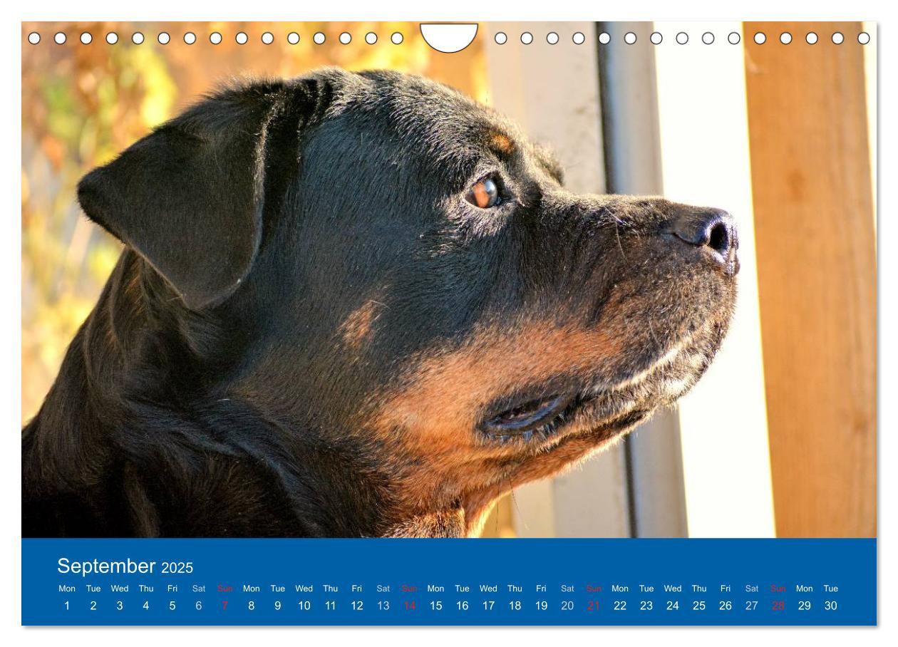 Bild: 9781325956425 | Rottweiler Portait Shots 2025 (Wall Calendar 2025 DIN A4...