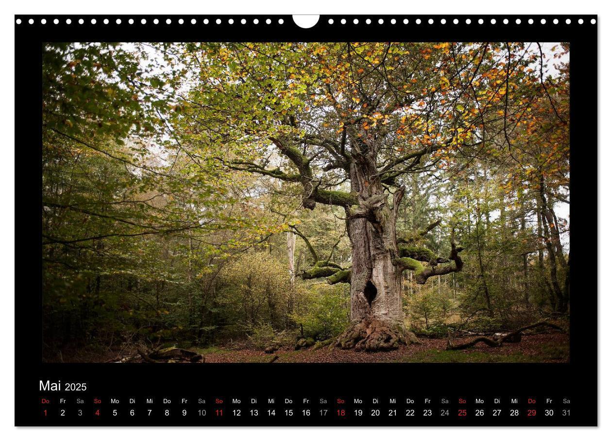 Bild: 9783435626441 | Märchenhafter Reinhardswald und Urwald Sababurg (Wandkalender 2025...