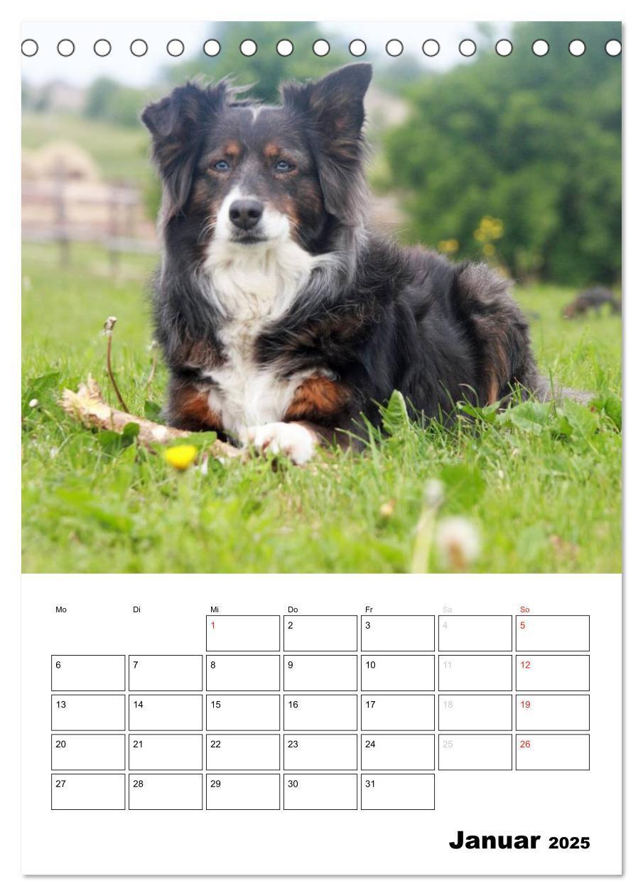 Bild: 9783457079331 | Australian Shepherd (Tischkalender 2025 DIN A5 hoch), CALVENDO...