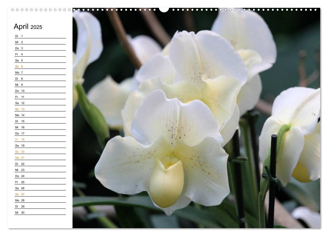 Bild: 9783435532391 | Prachtvolle Orchideen (Wandkalender 2025 DIN A2 quer), CALVENDO...