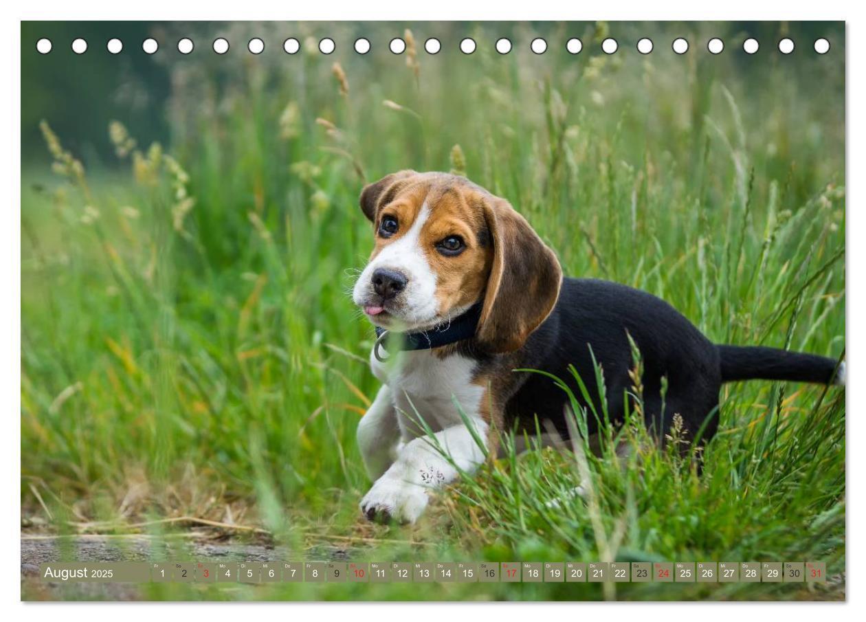 Bild: 9783435573578 | Beaglebabys auf Entdeckungstour (Tischkalender 2025 DIN A5 quer),...