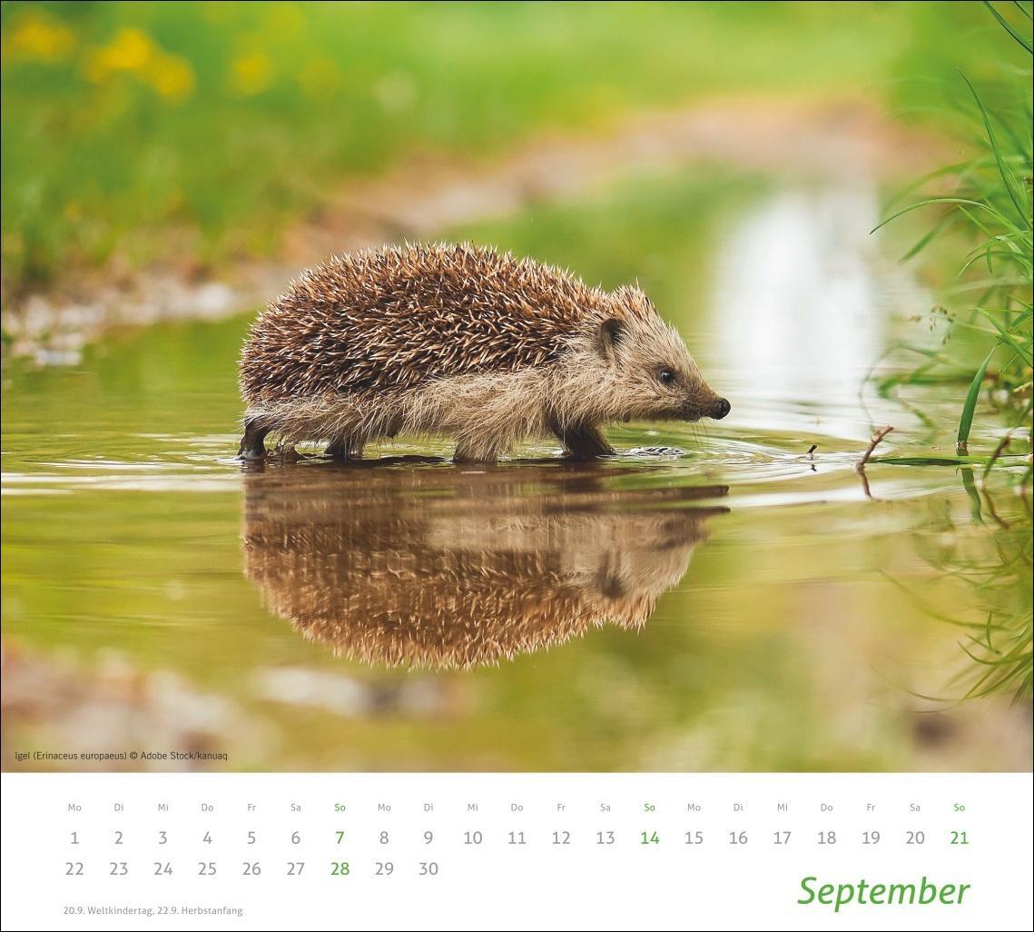 Bild: 9783756406913 | Heimische Tiere Bildkalender 2025 | Kalender | Spiralbindung | 14 S.