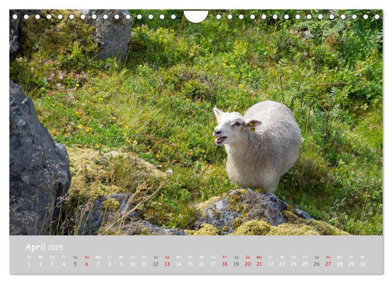 Bild: 9783435524099 | Ganz schön Schaf (Wandkalender 2025 DIN A4 quer), CALVENDO...