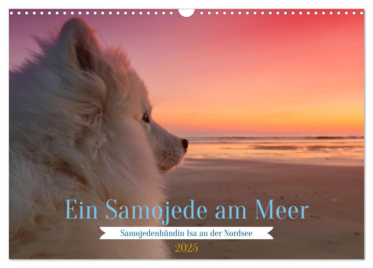 Cover: 9783435016099 | Ein Samojede am Meer (Wandkalender 2025 DIN A3 quer), CALVENDO...