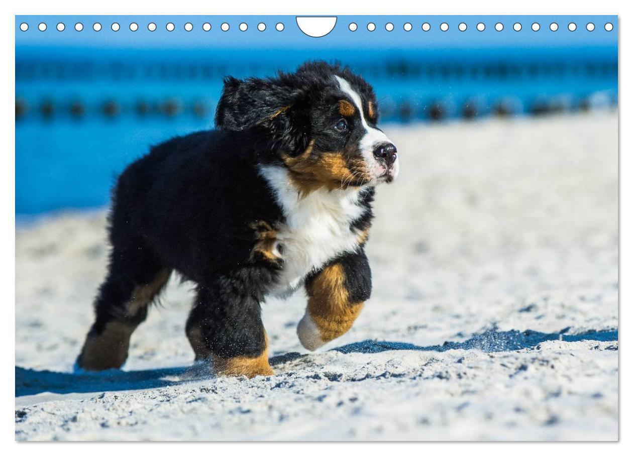 Bild: 9783435478736 | Seebärchen entdecken die Welt - Berner Sennenhunde (Wandkalender...