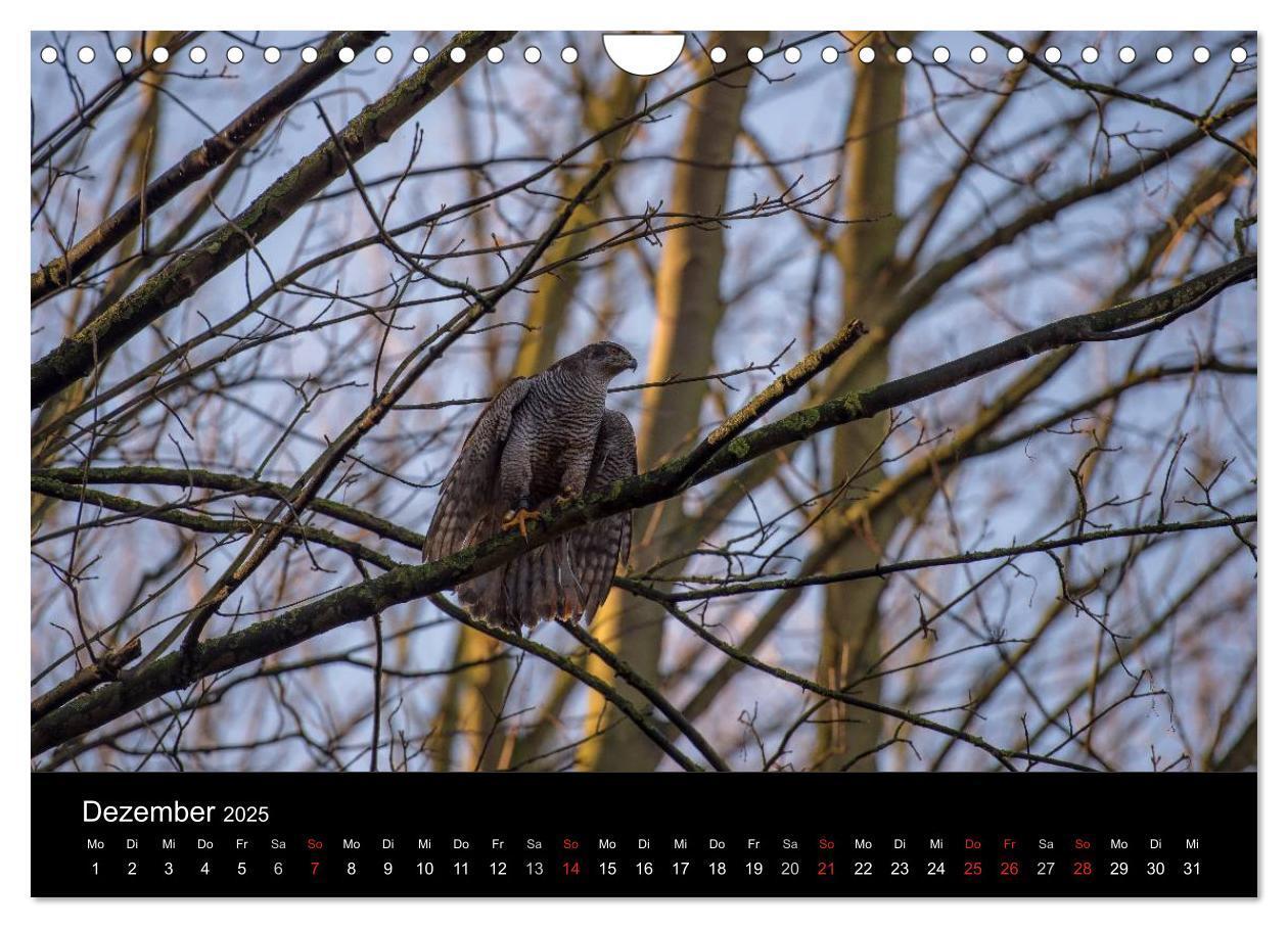 Bild: 9783435640935 | Falknerei Der Habicht (Wandkalender 2025 DIN A4 quer), CALVENDO...