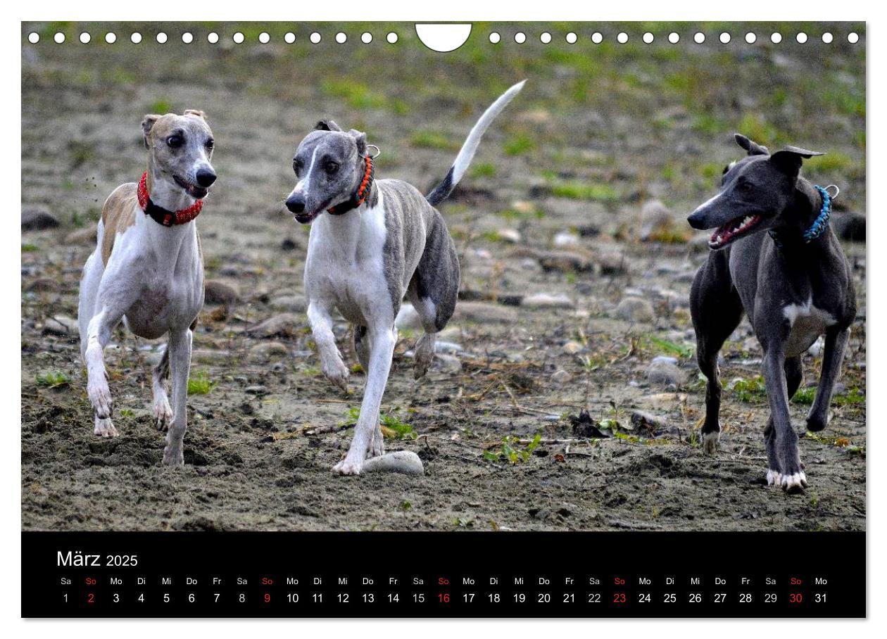 Bild: 9783435634910 | Whippets in Aktion (Wandkalender 2025 DIN A4 quer), CALVENDO...