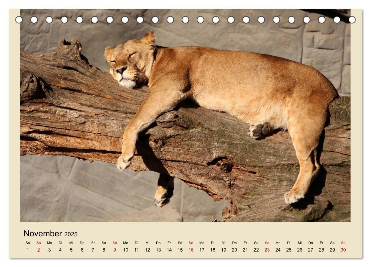 Bild: 9783435756759 | Löwen im Tierpark Hagenbeck (Tischkalender 2025 DIN A5 quer),...