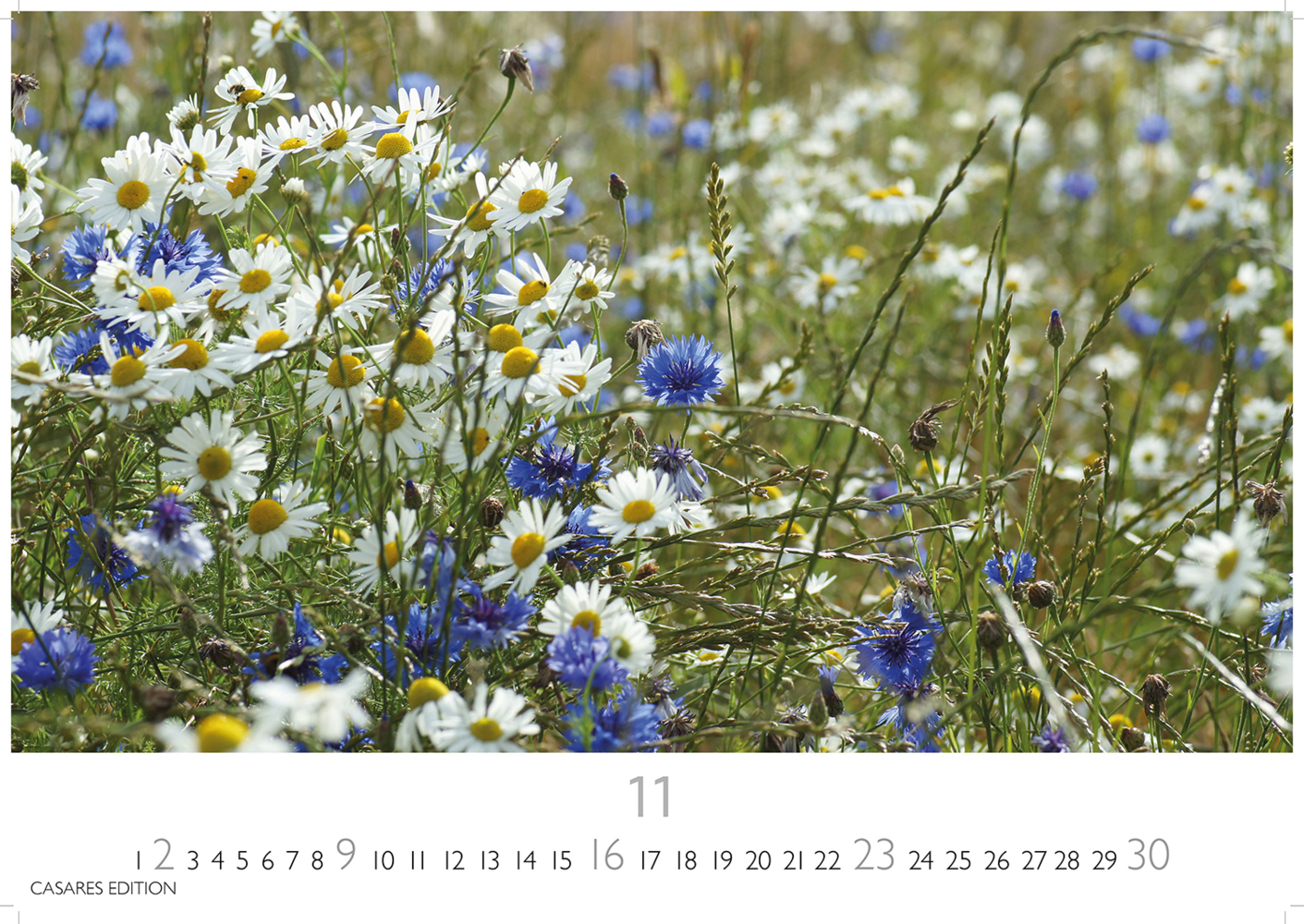 Bild: 9781835242193 | Blumenwiese 2025 S 24x35cm | Kalender | 14 S. | Deutsch | 2025