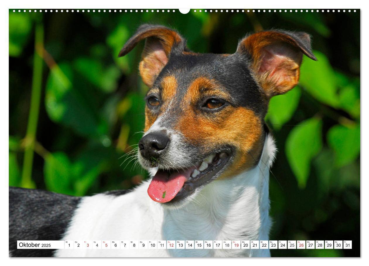 Bild: 9783435245499 | 100000 Volt auf vier Pfoten - Jack und Parson Russell Terrier...