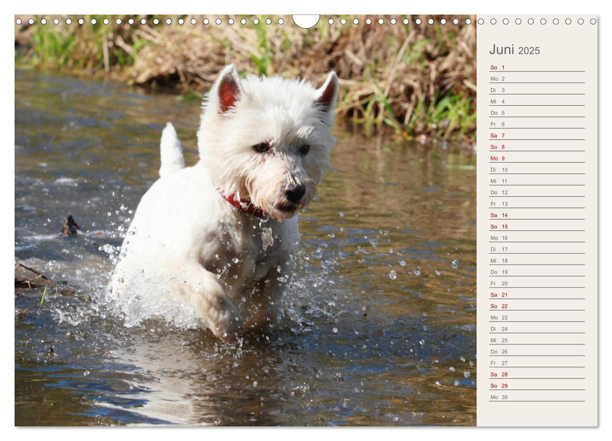 Bild: 9783435408290 | West Highland White Terrier - Selbstbewustes Powerpaket - der...