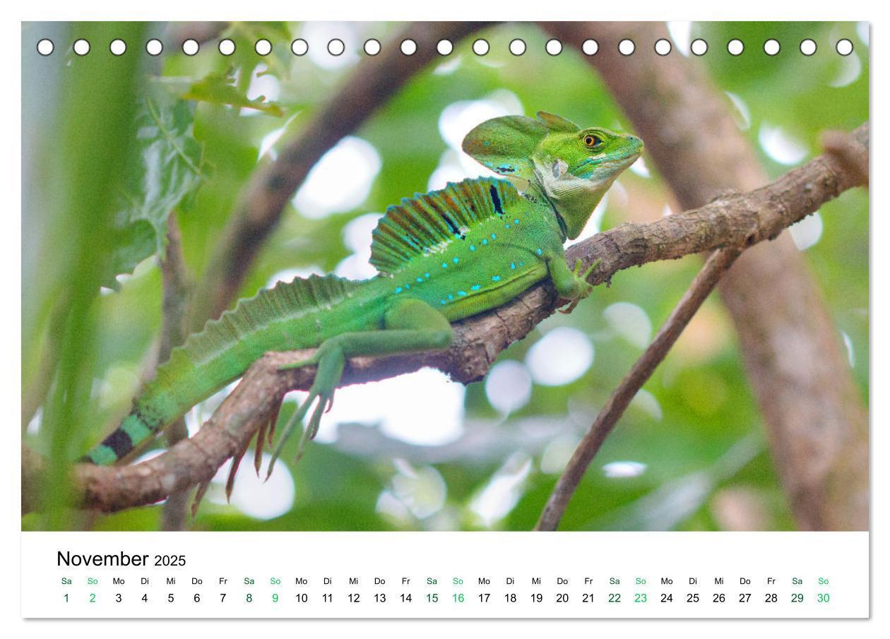 Bild: 9783383977138 | Costa Rica - Tropische Tierwelt (Tischkalender 2025 DIN A5 quer),...