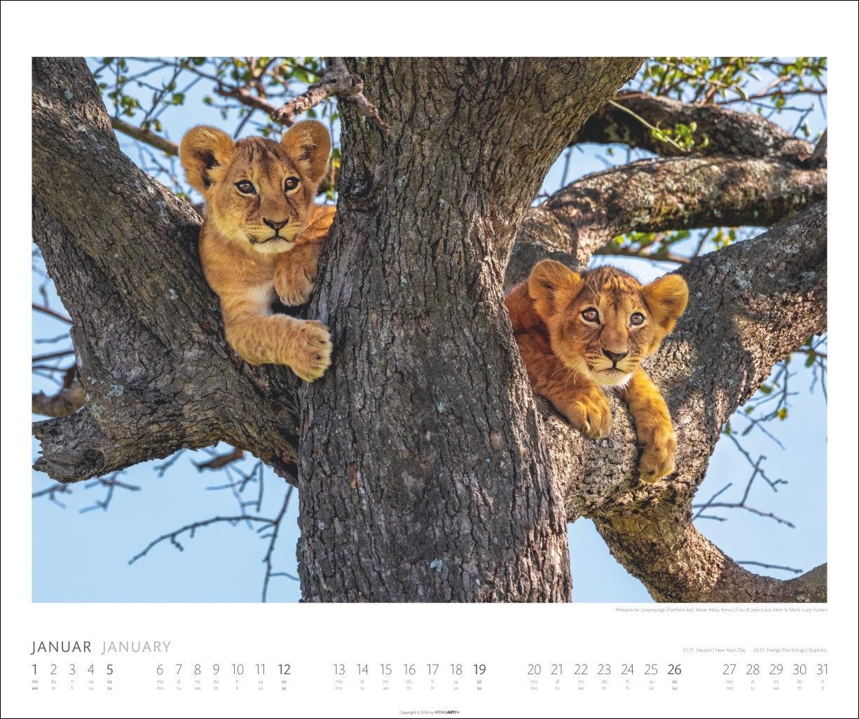 Bild: 9783839901014 | African Wildlife Kalender 2025 | Kalender | Spiralbindung | 14 S.