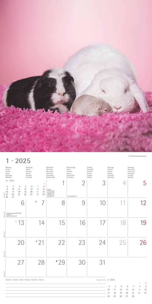 Bild: 4251732340780 | Alpha Edition - Tierfreundschaften 2025 Broschürenkalender,...