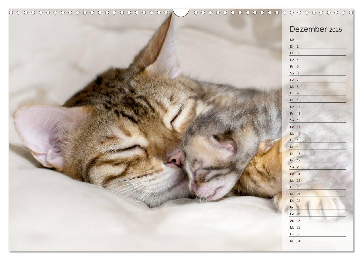 Bild: 9783435593071 | Die Bengalkatze. Edition Jungtiere (Wandkalender 2025 DIN A3 quer),...