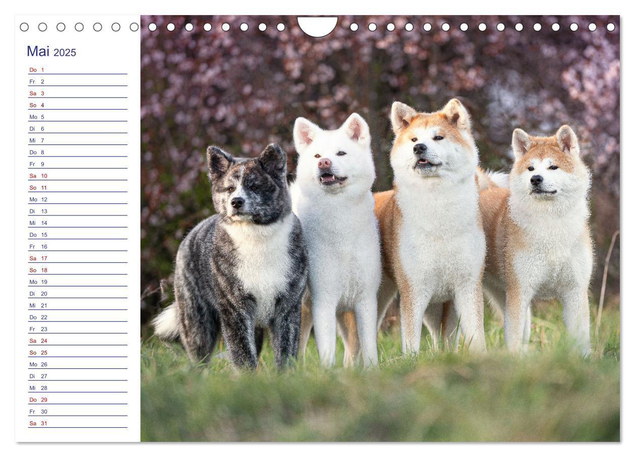 Bild: 9783435102235 | Japans Seelenhunde (Wandkalender 2025 DIN A4 quer), CALVENDO...