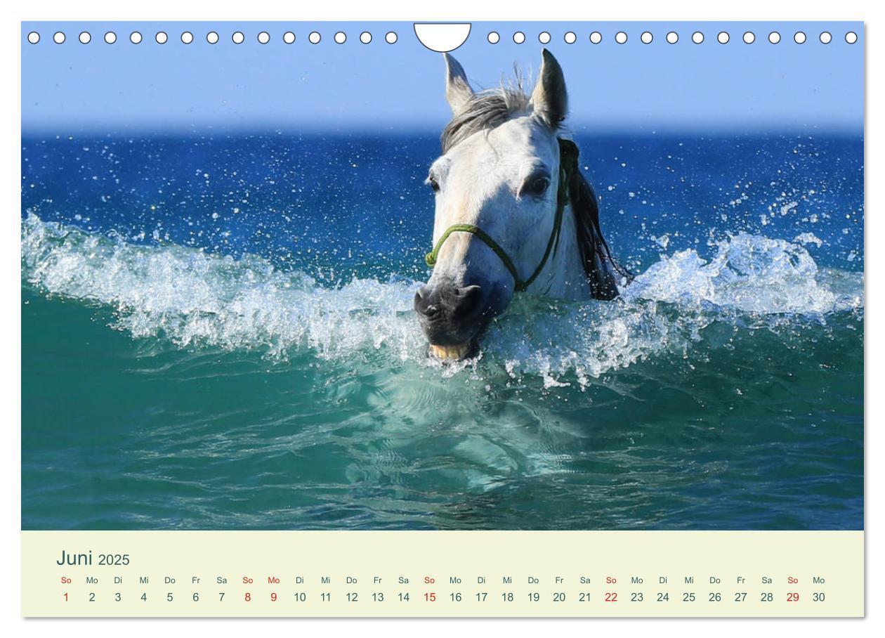 Bild: 9783435216062 | PFERDE &amp; MEER (Wandkalender 2025 DIN A4 quer), CALVENDO Monatskalender