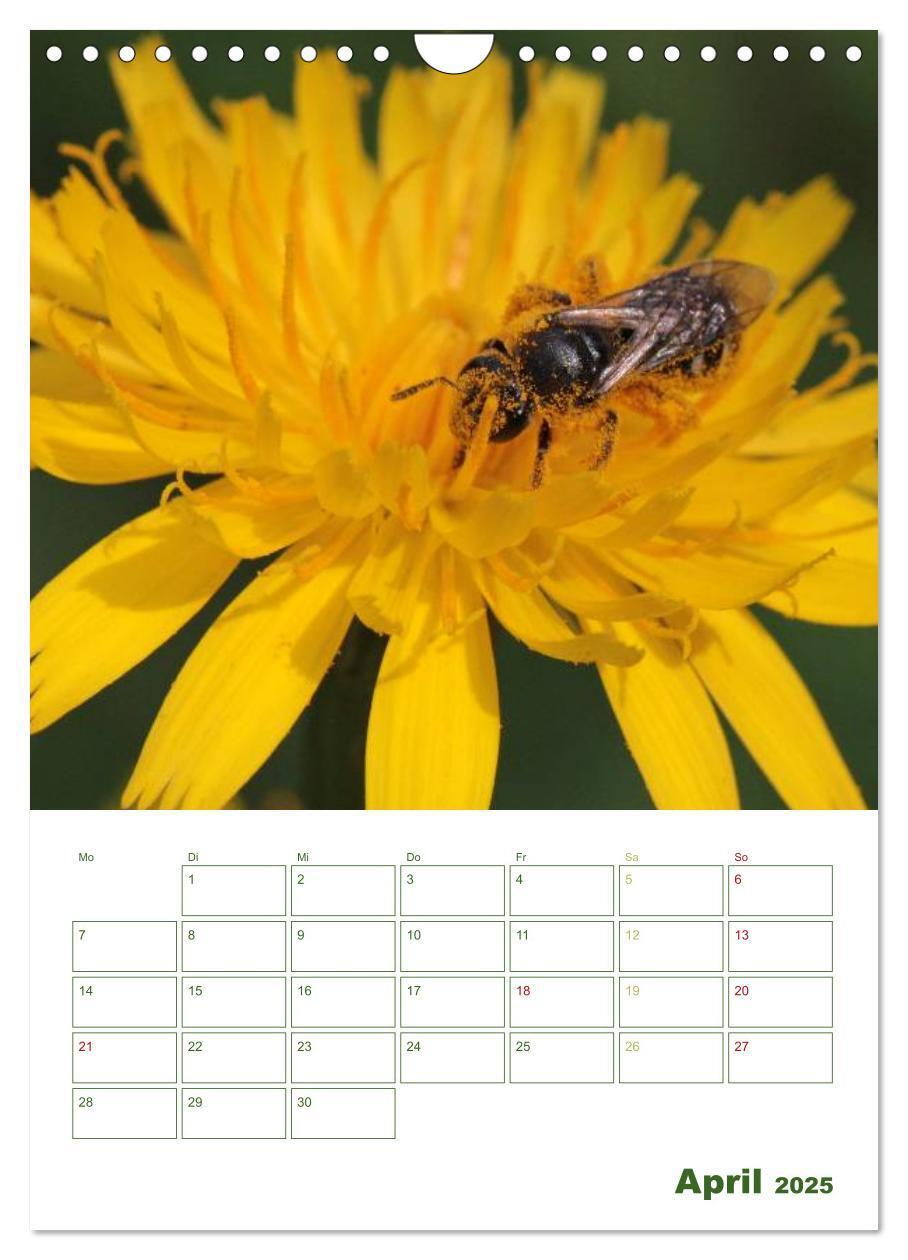 Bild: 9783457030813 | Bienen-Terminplaner 2025 (Wandkalender 2025 DIN A4 hoch), CALVENDO...