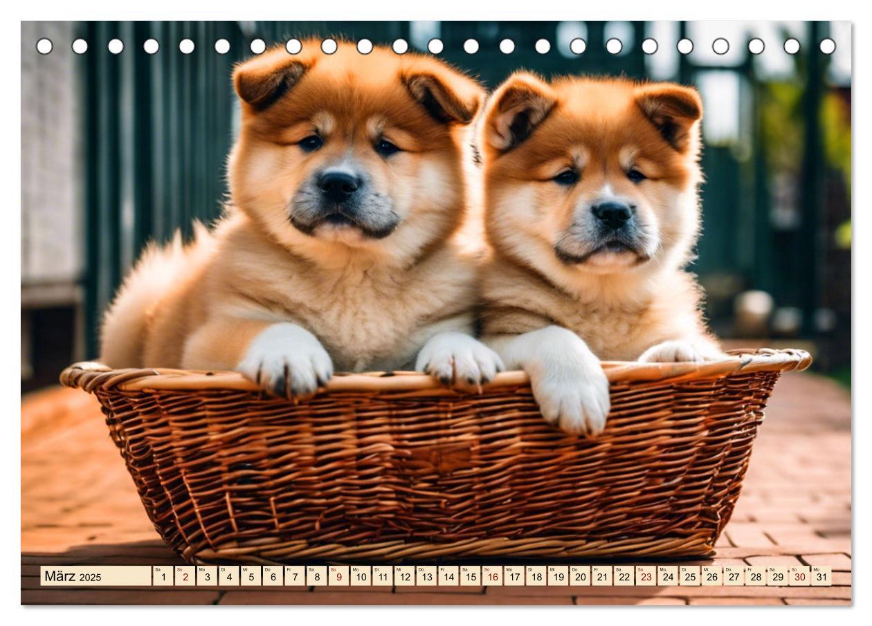 Bild: 9783457071731 | Akita Inu - Inbegriff der Treue (Tischkalender 2025 DIN A5 quer),...