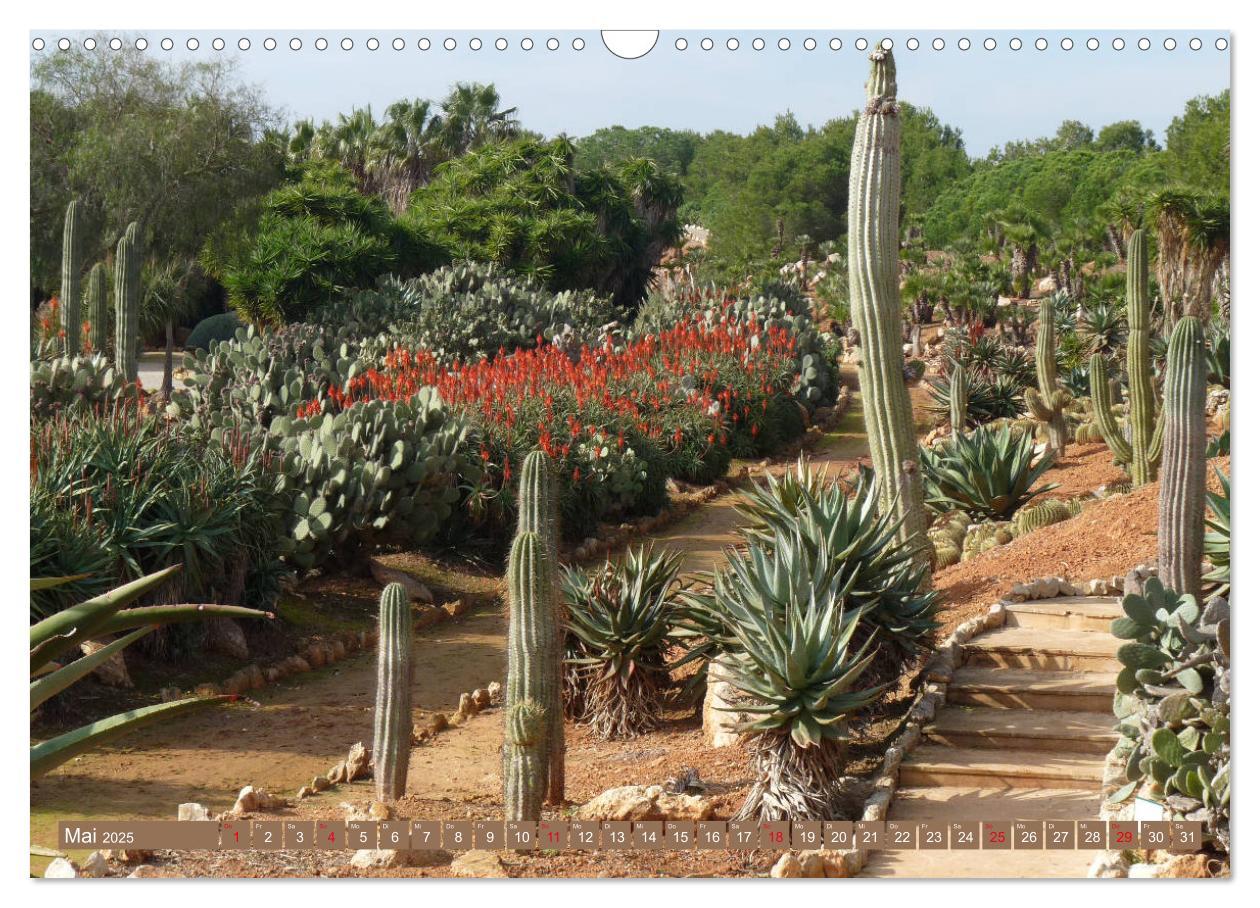 Bild: 9783435336579 | BOTANICACTUS Mallorcas Kakteengarten (Wandkalender 2025 DIN A3...