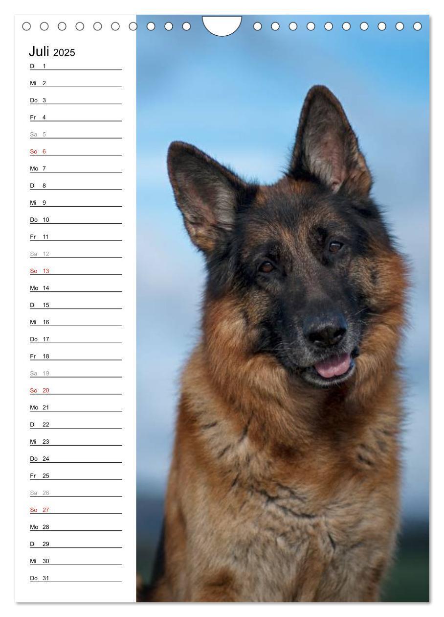 Bild: 9783457008874 | Deutscher Schäferhund - unser bester Freund (Wandkalender 2025 DIN...