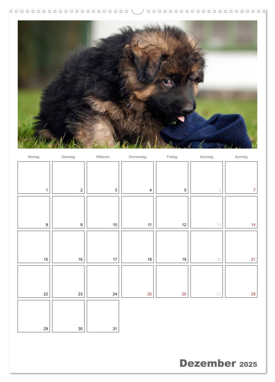 Bild: 9783457066225 | Deutscher Schäferhund - Welpen, Planer (Wandkalender 2025 DIN A2...