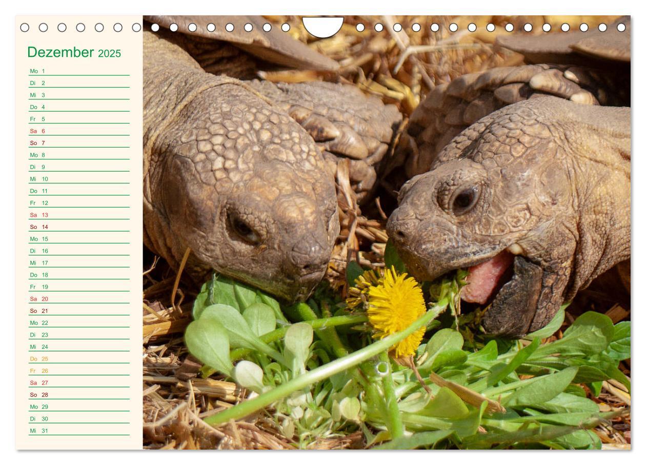 Bild: 9783435131983 | Meine Schildkröten - Geburtstagskalender (Wandkalender 2025 DIN A4...